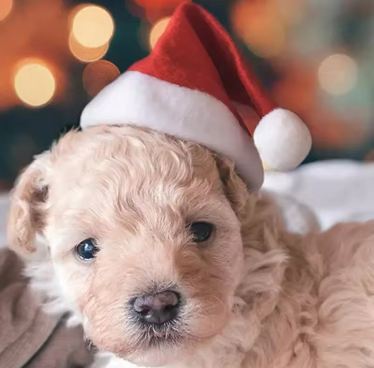 Louie’s Lil Santa Hat